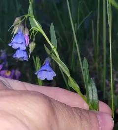 Prairie Bluebells thumbnail 3