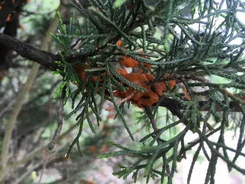 Gymnosporangium effusum