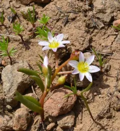 threeleaf lewisia thumbnail 2