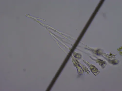 Epistylis procumbens