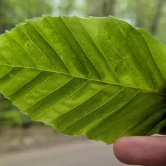 Beech Leaf Disease thumbnail 4