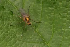 Dolichopus dakotensis thumbnail 3