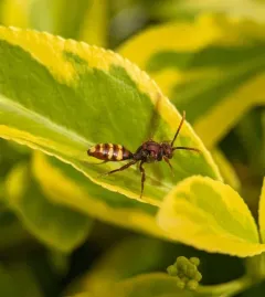 Yellow-banded Nomad thumbnail 2