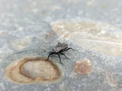 Sedge Billbug Weevil thumbnail 3