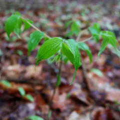 yellow fairybells thumbnail 2