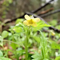 Smooth Yellow Violet thumbnail 4