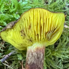 Western Gilled Bolete thumbnail 4