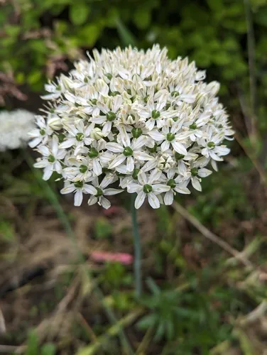 Allium multibulbosum