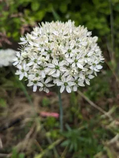 Allium multibulbosum thumbnail 1