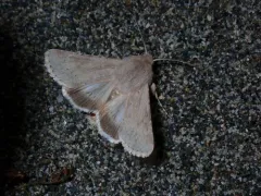 Edwards' Beach Moth thumbnail 3