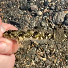 Shoshone Sculpin thumbnail 2