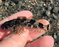 Columbia Sculpin thumbnail 4