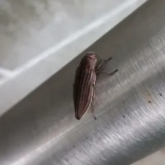 Striated Jewel Beetle thumbnail 3