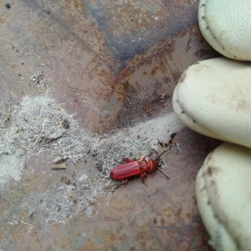 Red Flat Bark Beetle