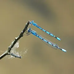 Double-striped Bluet thumbnail 4