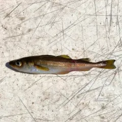 Pacific Tomcod thumbnail 4