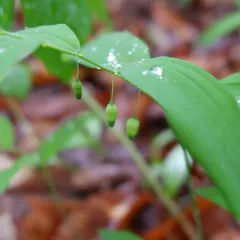 hairy Solomon's-seal thumbnail 3