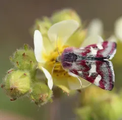 White-spotted Midget thumbnail 2
