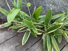 Veitch's Bamboo thumbnail 1