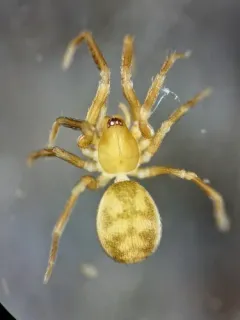 Cybaeota nana thumbnail 2