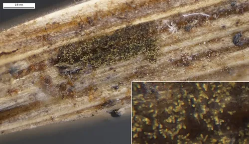 Torula herbarum
