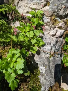 pink alumroot thumbnail 4