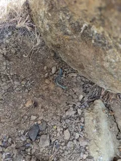 Common Desert Centipede thumbnail 2
