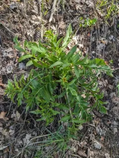 cutleaf balsamroot thumbnail 4