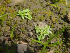 Terrestrial Water-starwort thumbnail 2