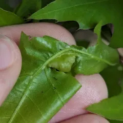 Macrodiplosis majalis thumbnail 1