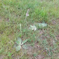 Hoary Plantain thumbnail 3