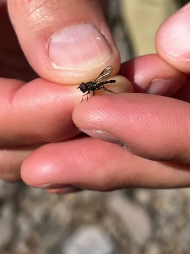 Fourspot Sedgesitter