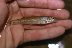 Streamline Chub thumbnail 3