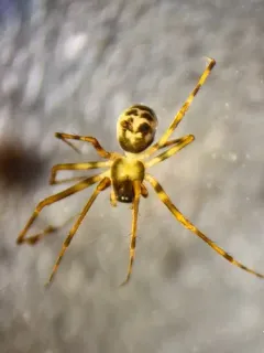 Hump-headed Shield Sheetweaver thumbnail 2