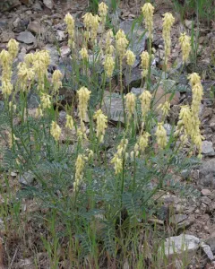 Rattle Milkvetch thumbnail 3