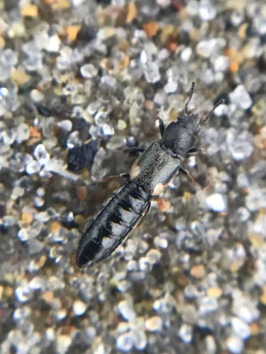 Bledius albonotatus