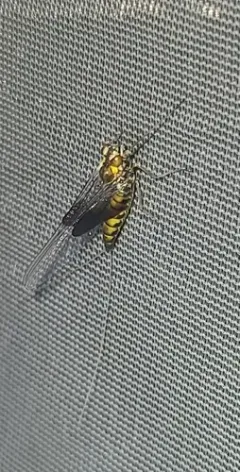 Siphlonurus mirus thumbnail 3