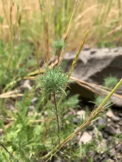 Tehama navarretia thumbnail 2