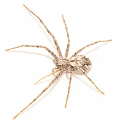 Apollophanes margareta thumbnail 4