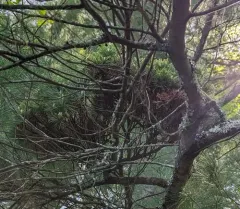 Pine Witches' Broom Phytoplasma thumbnail 3