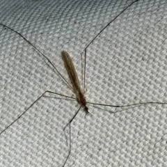 Dicranomyia longipennis thumbnail 3