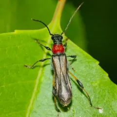 Blood-necked Longhorn Beetle thumbnail 4