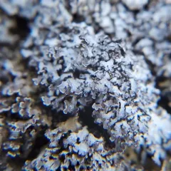 Ground Frost Lichen thumbnail 4