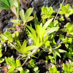 Scottish Asphodel thumbnail 2