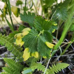 Taphrina tormentillae thumbnail 3