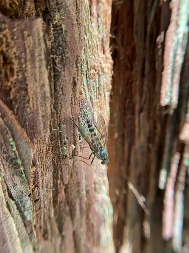 Rhagio costatus