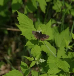 Columbine Duskywing thumbnail 3