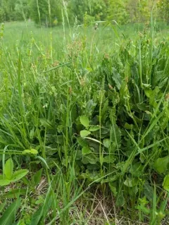 Common Sorrel thumbnail 2