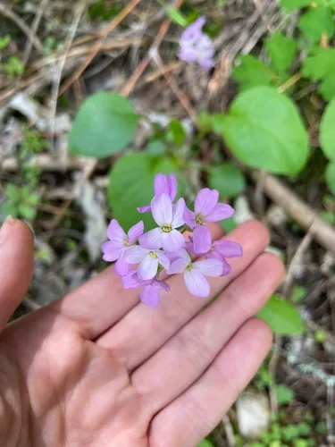 Oregon rockcress