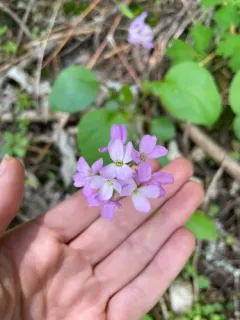 Oregon rockcress thumbnail 1